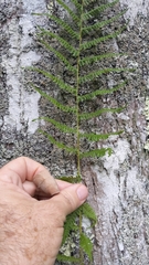 Coryphopteris simulata