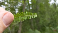 Coryphopteris simulata