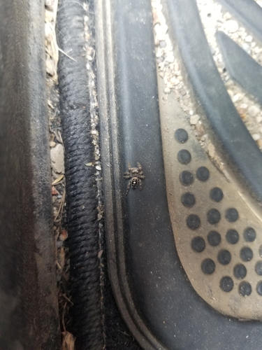 Bold Jumping Spider photographed in North Dakota