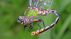 Ophiogomphus incurvatus