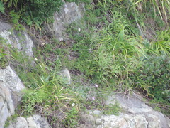Dianthus superbus