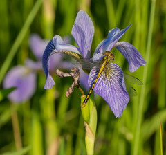 Ophiogomphus incurvatus
