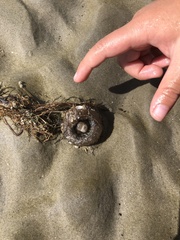 Bunodosoma cavernatum