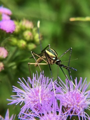 Toxorhynchites rutilus septentrionalis