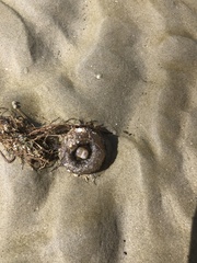 Bunodosoma cavernatum