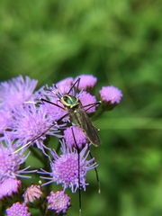 Toxorhynchites rutilus septentrionalis