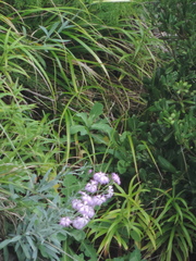 Dianthus superbus