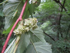 Euptelea polyandra