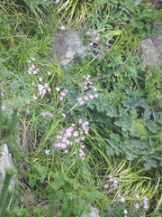 Dianthus superbus