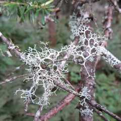 Pseudevernia cladonia