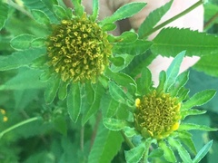 Bidens frondosa