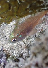 Vincentia novaehollandiae