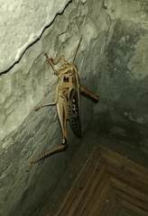 Schistocerca piceifrons