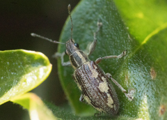 Lanterius micaceus