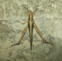 Schistocerca piceifrons