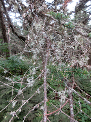 Pseudevernia cladonia