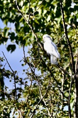 Cacatua goffiniana
