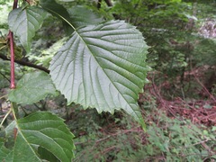 Euptelea polyandra