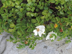 Rosa lucieae