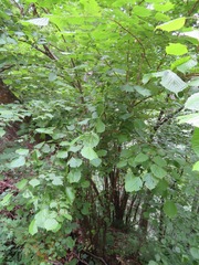 Euptelea polyandra