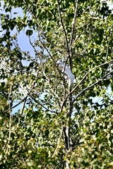 Cacatua goffiniana