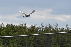 Cacatua goffiniana