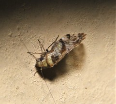 Trichadenotecnum alexanderae