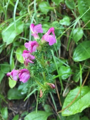 Pedicularis rostratocapitata