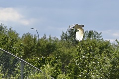 Cacatua goffiniana