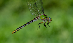 Ophiogomphus incurvatus