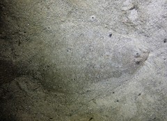 Pseudorhombus arsius