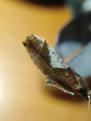 Epinotia brunnichana