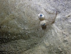 Pseudorhombus arsius