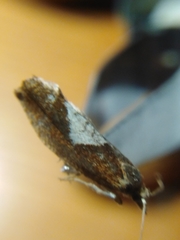 Epinotia brunnichana