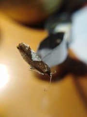 Epinotia brunnichana