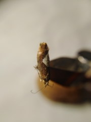 Epinotia brunnichana