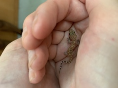 Hemidactylus turcicus