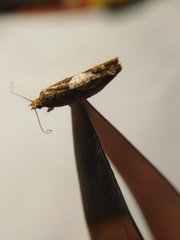 Epinotia brunnichana