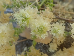 Petalonyx thurberi