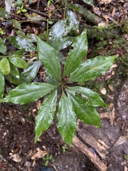 Neolitsea sericea