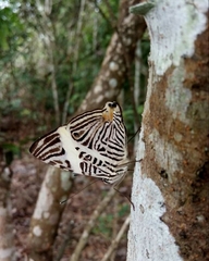 Lepidoptera