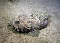 Batrachomoeus dubius