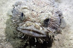 Batrachomoeus dubius