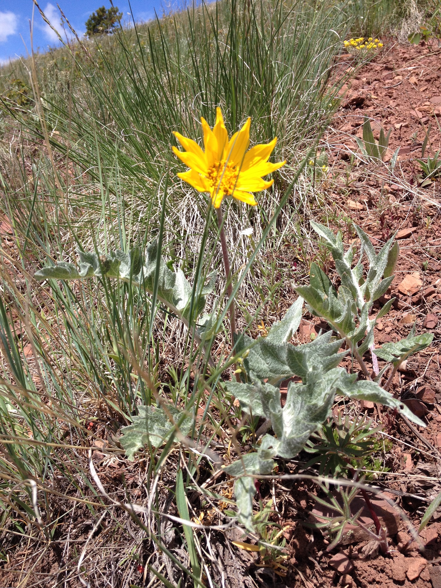 Balsamorhiza incana