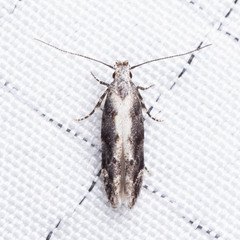 Coleotechnites florae