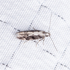 Coleotechnites florae