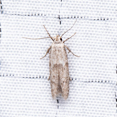 Hypatopa punctiferella