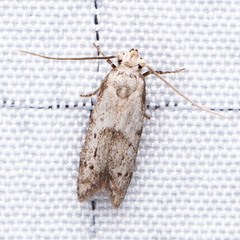 Hypatopa punctiferella