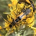 Chauliognathus deceptus - Photo (c) stinglessbee, algunos derechos reservados (CC BY-NC), subido por stinglessbee