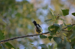 Parus major